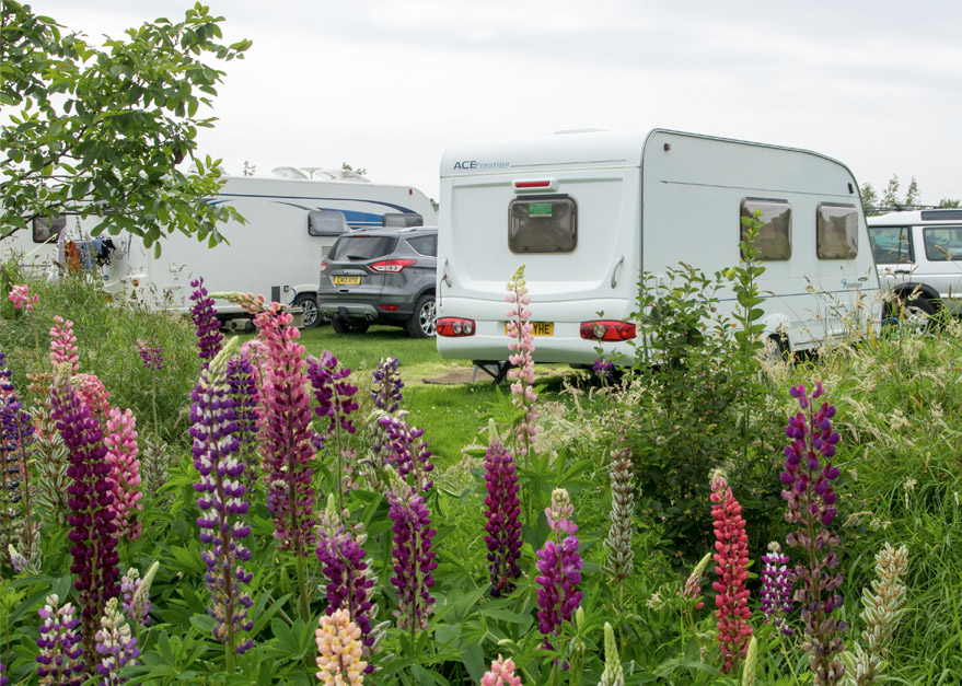 Withy Water Meadow Camping
